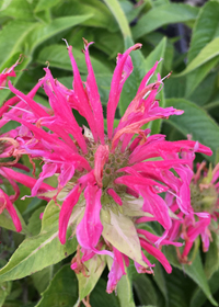 Monarda didyma 'Coral Reef'